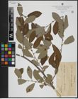 Foto von Salix atrocinerea Brot.